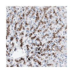 PPM2C Rabbit anti-Human, Polyclonal Antibody, Abnova 100 &mu;L | Buy Online | Abnova Corporation | Fisher Scientific