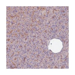 FCHSD2, Rabbit, Polyclonal Antibody, Abnova 100 &mu;L | Buy Online | Abnova | Fisher Scientific