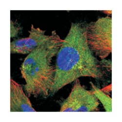 ZC3HAV1 Rabbit anti-Human, Polyclonal Antibody, Abnova 100&mu;L; Unlabeled:Antibodies,