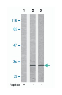 CDC2 (phospho T161), Rabbit anti-Human, Mouse, Rat, Polyclonal Antibody,