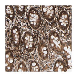 DNAJC25-GNG10, Rabbit, Polyclonal Antibody, Abnova 100&mu;L; Unlabeled:Antibodies,