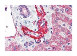 AGT Rabbit anti-Human, Monkey, Polyclonal Antibody, Abnova 50&mu;g; Unlabeled:Anticuerpos