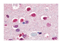 NR4A3 Rabbit anti-Dog, Human, Polyclonal Antibody, Abnova 50&mu;g; Unlabeled:Antibodies,