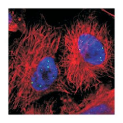 FOXO1 Rabbit anti-Human, Polyclonal Antibody, Abnova 100&mu;L; Unlabeled:Antibodies,