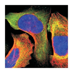 IRF9, Rabbit, Polyclonal Antibody, Abnova 100&mu;L; Unlabeled:Antibodies,