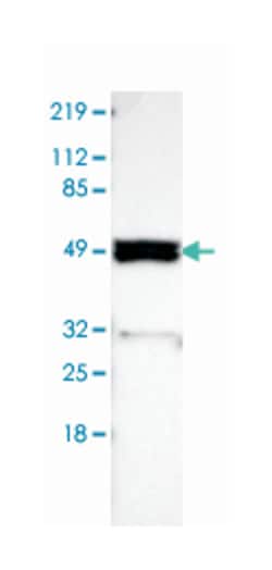 SH2D4A Rabbit anti-Human, Polyclonal Antibody, Abnova 100 &mu;L | Buy Online | Abnova Corporation | Fisher Scientific