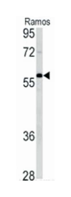 XIAP Rabbit anti-Human, Mouse, Polyclonal Antibody, Abnova 400 &mu;L | Buy Online | Abnova Corporation | Fisher Scientific