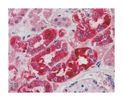 MID2, Goat, Polyclonal Antibody, Abnova 100 &mu;g | Buy Online | Abnova Corporation | Fisher Scientific