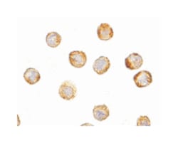 TARDBP Rabbit anti-Human, Mouse, Rat, Polyclonal Antibody, Abnova 100 &mu;g | Buy Online | Abnova Corporation | Fisher Scientific