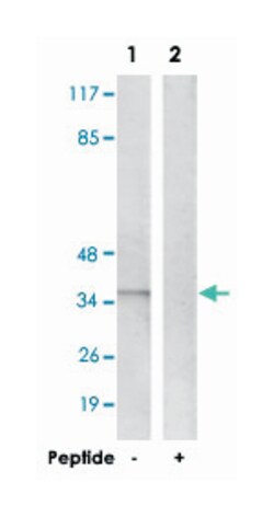 PPP1CA Rabbit anti-Human, Mouse, Rat, Polyclonal Antibody, Abnova 100&mu;g;