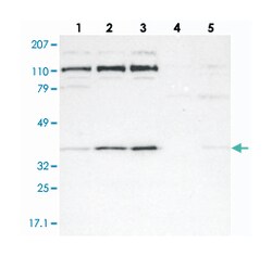 RRP7A, Rabbit, Polyclonal Antibody, Abnova 100&mu;L; Unlabeled:Antibodies,