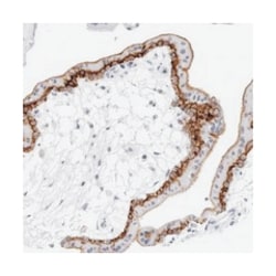 SLC19A1, Rabbit, Polyclonal Antibody, Abnova 100 &mu;L | Buy Online | Abnova Corporation | Fisher Scientific