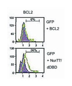 BCL2 Rabbit anti-Human, Polyclonal Antibody, Abnova 400 &mu;L | Buy Online | Abnova Corporation | Fisher Scientific