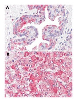ERAP1 Rabbit anti-Hamster, Human, Polyclonal Antibody, Abnova 50 &mu;g | Buy Online | Abnova Corporation | Fisher Scientific