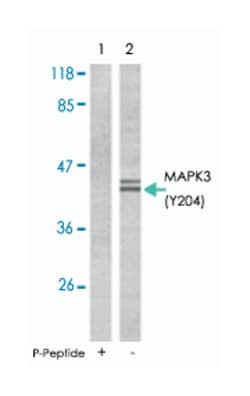 MAPK3 (phospho Y204), Rabbit anti-Human, Mouse, Rat, Polyclonal Antibody,