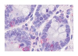 O3FAR1 Rabbit anti-Human, Polyclonal Antibody, Abnova 50 &mu;g | Buy Online | Abnova Corporation | Fisher Scientific