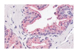 GPR87 Rabbit anti-Human, Monkey, Polyclonal Antibody, Abnova 50 &mu;g | Buy Online | Abnova | Fisher Scientific