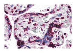 KPNA7 Rabbit anti-Human, Polyclonal Antibody, Abnova 100&mu;g; Unlabeled:Antibodies,