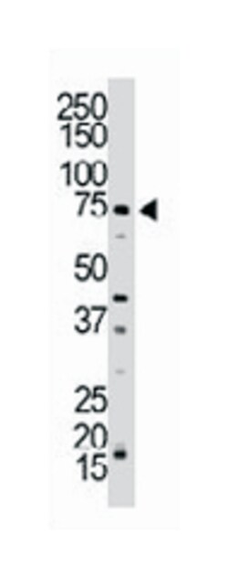 NUAK1 Rabbit anti-Human, Mouse, Polyclonal Antibody, Abnova 400 &mu;L | Buy Online | Abnova Corporation | Fisher Scientific