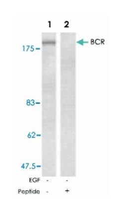 BCR Rabbit anti-Human, Mouse, Polyclonal Antibody, Abnova 100 &mu;g | Buy Online | Abnova Corporation | Fisher Scientific