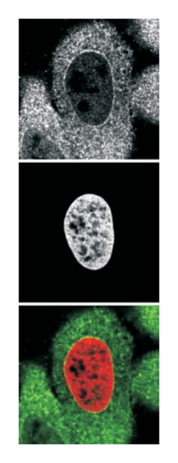 KPNA2, Goat, Polyclonal Antibody, Abnova 100 &mu;g | Buy Online | Abnova | Fisher Scientific