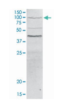 L3MBTL Rabbit anti-Human, Polyclonal Antibody, Abnova 50&mu;g; Unlabeled:Antibodies,