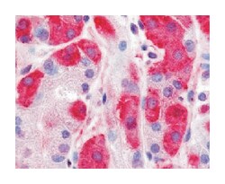 DPP7 Rabbit anti-Human, Monkey, Polyclonal Antibody, Abnova 50&mu;g; Unlabeled:Antibodies,