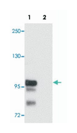 SCUBE2 Rabbit anti-Human, Rat, Polyclonal Antibody, Abnova 100&mu;g; Unlabeled:Antibodies,
