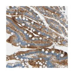 SORCS1, Rabbit, Polyclonal Antibody, Abnova 100&mu;L; Unlabeled:Antibodies,