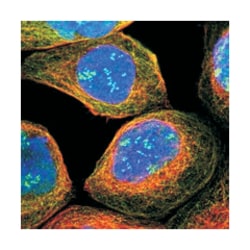 TWISTNB Rabbit anti-Human, Polyclonal Antibody, Abnova 100 &mu;L | Buy Online | Abnova Corporation | Fisher Scientific