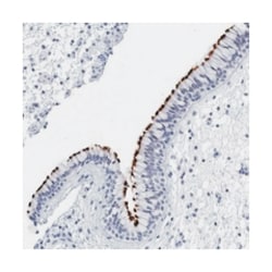 C1orf114 Rabbit anti-Human, Polyclonal Antibody, Abnova 100 &mu;L | Buy Online | Abnova Corporation | Fisher Scientific