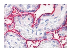 SURF4 Rabbit anti-Bovine, Chicken, Human, Mouse, Rat, Polyclonal Antibody,