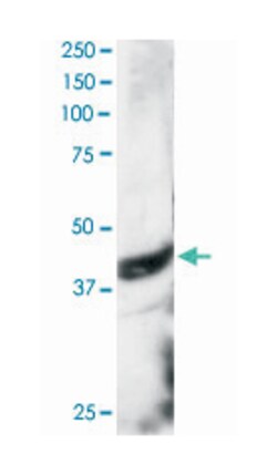 DAP3, Goat, Polyclonal Antibody, Abnova 100&mu;g; Unlabeled:Antibodies,