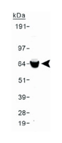 TOMM70A Rabbit anti-Human, Mouse, Rat, Polyclonal Antibody, Abnova 100 &mu;L | Buy Online | Abnova | Fisher Scientific