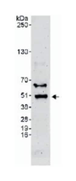 BHLHE40, Rabbit, Polyclonal Antibody, Abnova 100&mu;L; Unlabeled:Antibodies,