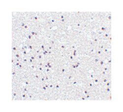 NPAS3 Rabbit anti-Human, Mouse, Rat, Polyclonal Antibody, Abnova 100 &mu;g | Buy Online | Abnova Corporation | Fisher Scientific