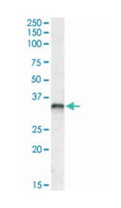 JUNB, Goat, Polyclonal Antibody, Abnova 100 &mu;g | Buy Online | Abnova Corporation | Fisher Scientific