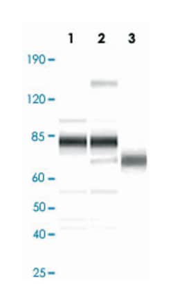 Kaposi's sarcoma-associated herpesvirus (KSHV) ORF8, Rabbit, Polyclonal
