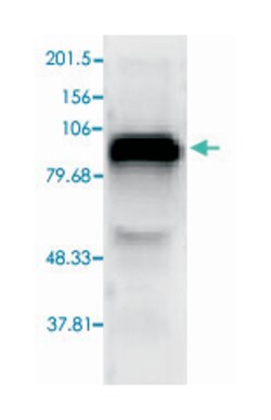 TLR4 Rabbit anti-Human, Mouse, Polyclonal Antibody, Abnova 100 &mu;g | Buy Online | Abnova Corporation | Fisher Scientific