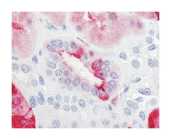 PTGER2 Rabbit anti-Human, Monkey, Mouse, Polyclonal Antibody, Abnova 50&mu;g;