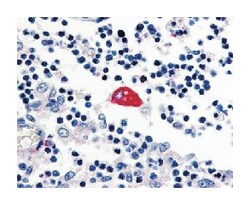 EMR3 Rabbit anti-Human, Monkey, Polyclonal Antibody, Abnova 50&mu;g; Unlabeled:Antibodies,