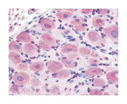 TRPA1 Rabbit anti-Human, Polyclonal Antibody, Abnova 50&mu;g; Unlabeled:Antibodies,