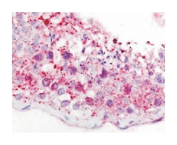 GPR18 Rabbit anti-Human, Mouse, Polyclonal Antibody, Abnova 50&mu;g; Unlabeled:Antibodies,