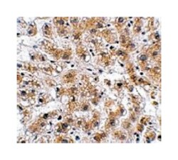 AFAP1L2 Rabbit anti-Human, Mouse, Rat, Polyclonal Antibody, Abnova 100 &mu;g | Buy Online | Abnova | Fisher Scientific