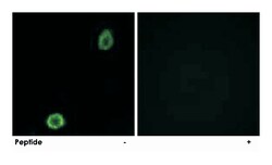 ABCA13, Rabbit, Polyclonal Antibody, Abnova 100 &mu;g | Buy Online | Abnova Corporation | Fisher Scientific