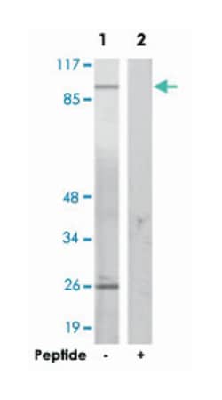 AHR Rabbit anti-Human, Mouse, Rat, Polyclonal Antibody, Abnova 100&mu;g;