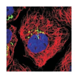 Abnova Corporation ZFPL1 Rabbit anti-Human, Polyclonal Antibody, Abnova™