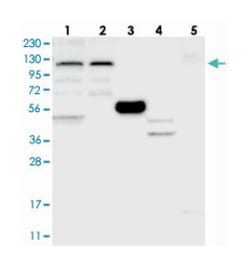 ZSWIM5, Rabbit, Polyclonal Antibody, Abnova 100 &mu;L | Buy Online | Abnova Corporation | Fisher Scientific