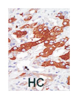 SGK3 Rabbit anti-Human, Polyclonal Antibody, Abnova 400&mu;L; Unlabeled:Antibodies,