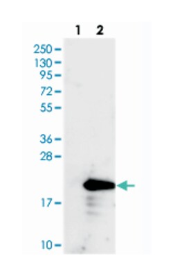 C12orf54, Rabbit, Polyclonal Antibody, Abnova 100 &mu;L | Buy Online | Abnova Corporation | Fisher Scientific